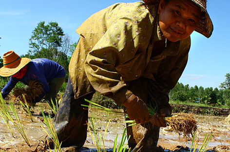 Workers in rice paddy